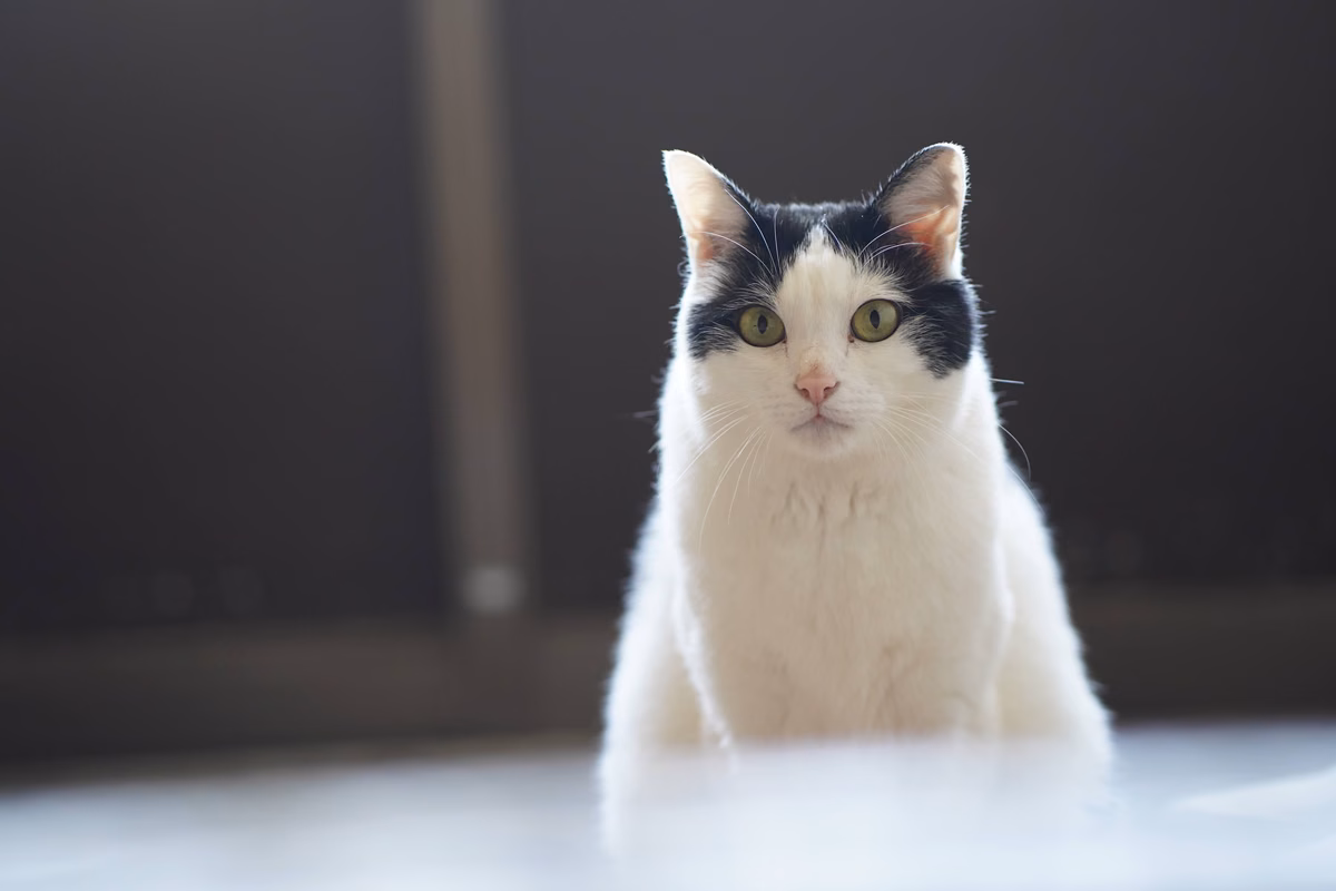 明るい光の中で正面をむいてすわるみい。むねの白い毛がふわっとしている