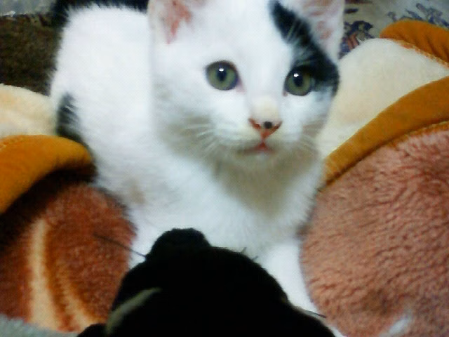 子ねこのころのゆう。白い顔に片目のまわりだけ黒い模様があり、まるい座ぶとんの上からこちらを見ている