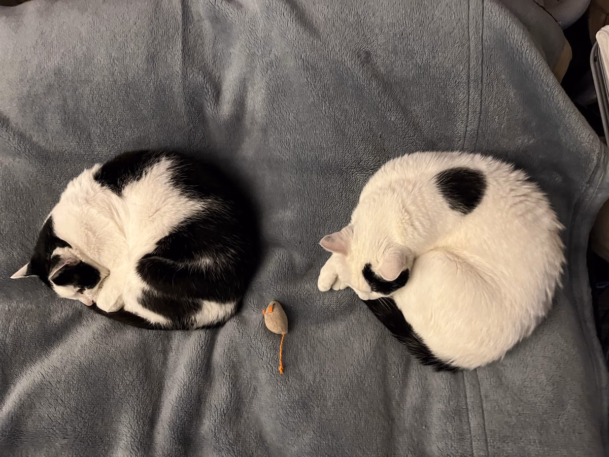ゆうとみいが、はい色のふとんの上でならんで丸くなってねむっている
